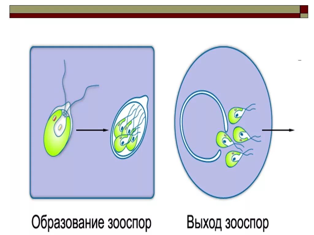 Клетка бесполого размножения водорослей. Бесполое размножение – зооспорами.. Образование зооспор. Образование зооспор у водорослей. Зооспоры образуются.