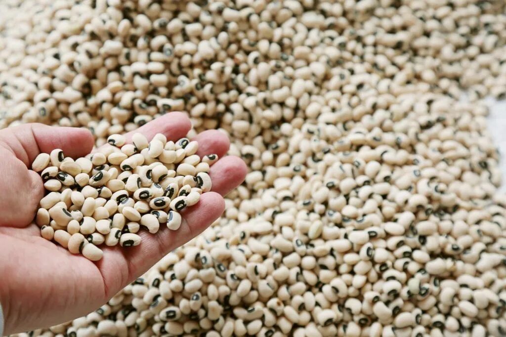 Семечки подсолнечные на белом фоне. Семена подсолнечника монализа. Семечки подсолнечника нежареные. Семечки ашан. Семена подсолнуха.