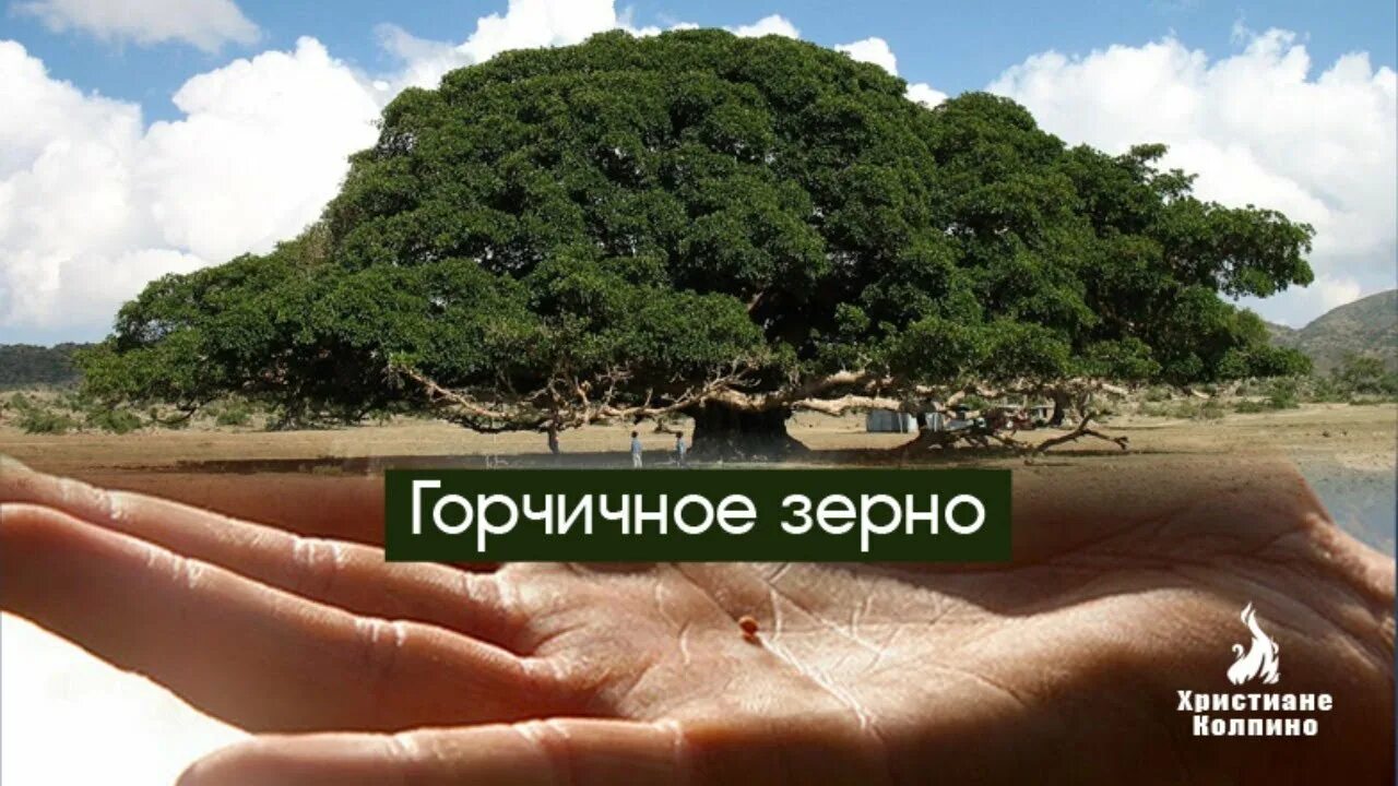 Подобно дереву
