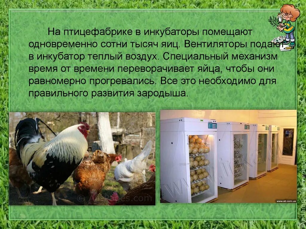 Птицеводство доклад. Птицефабрики информация. Птицеводство презентация. Сообщение о птицефабрике. Животноводство птицеводство.