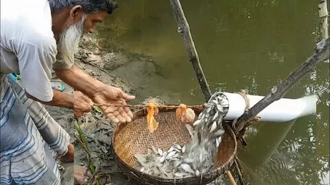 Ловить рыбу в воде руками