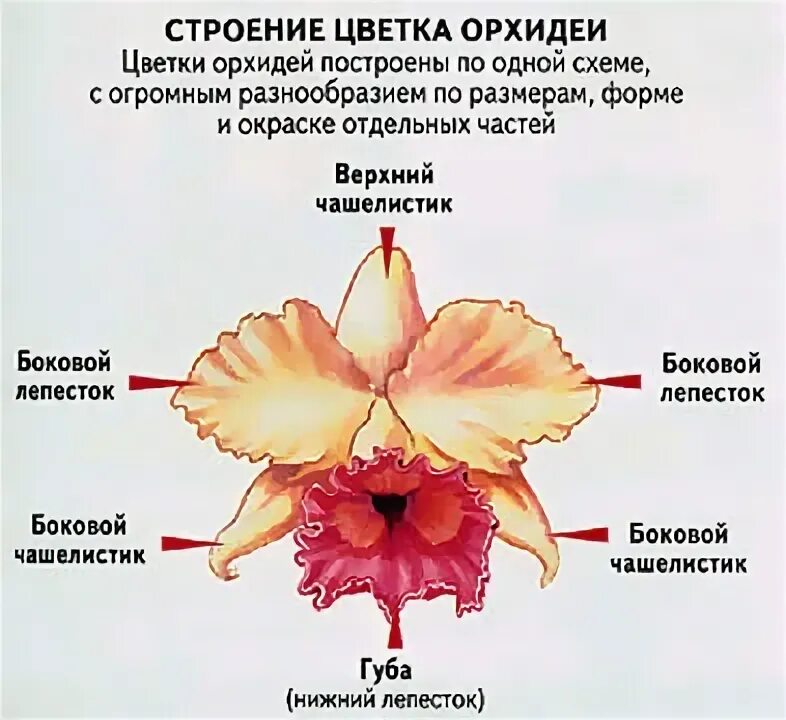 Однодольное растение орхидея