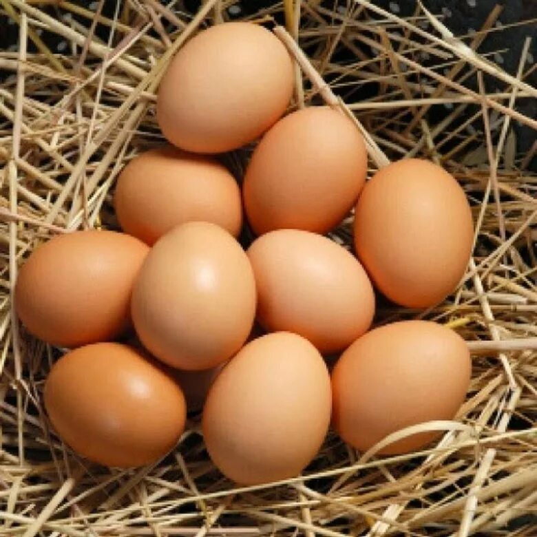 Купить яйцо в мордовии. Яйца Брама. Домашние яйца. Яйцо домашнее куриное. Яйца Деревенские.