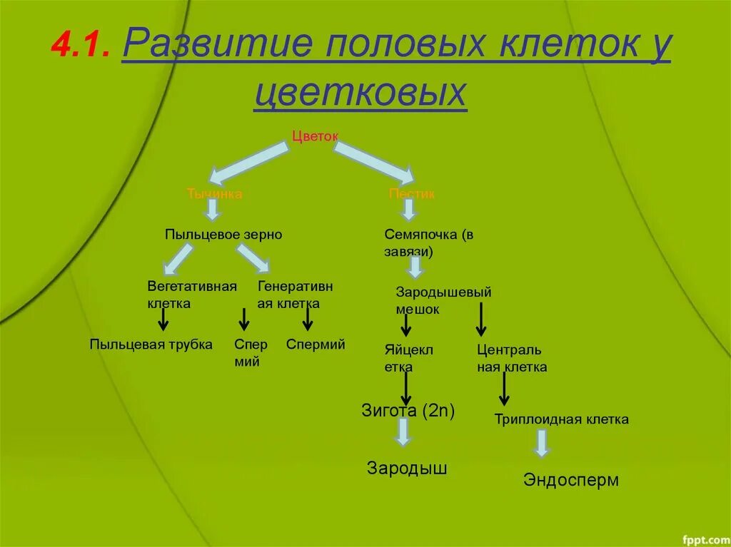 Формирование половых клеток у цветковых растений. Развитие половых клеток. Развитие половых клеток у цветковых. Гаметогенез у цветковых растений.