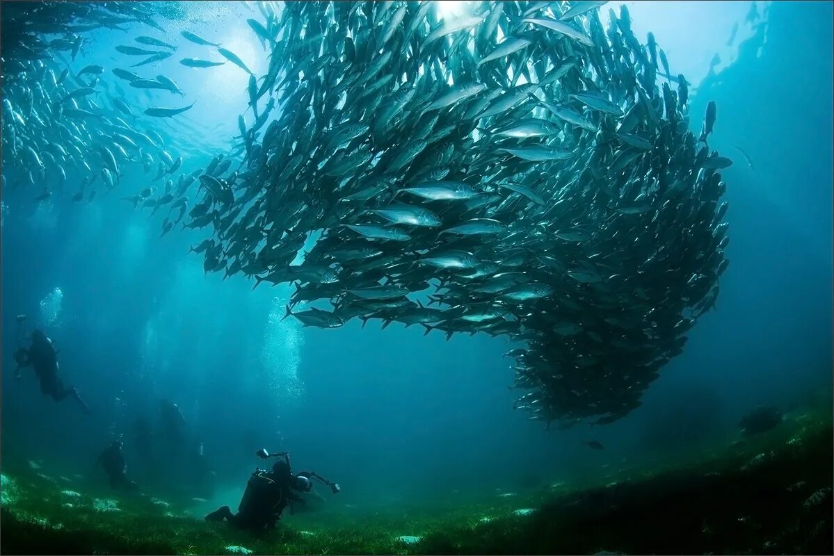 Тайны океана документальные. Тайны океана. Тайны океана фото. Рыбы по теме "тайны океана". Underwater World.
