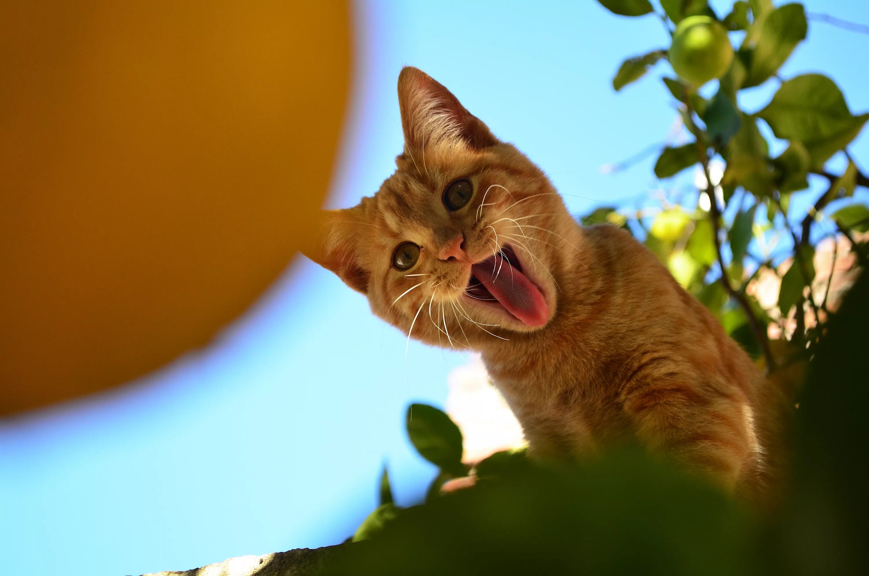 Покажите котики пожалуйста. Рыжий кот. котики смешные. кот показывает язык. рыжий кот с языком.