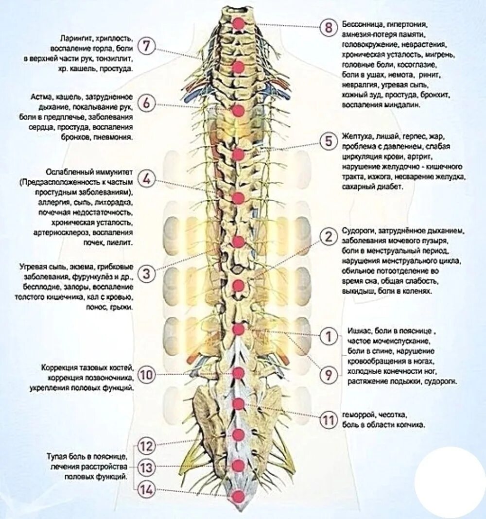 Органы в пояснице. Нуга Бест позвоночник опора жизни. Паравертебральные точки поясничного отдела позвоночника. Нуга Бест строение позвоночника. Зоны позвоночника за что отвечают.