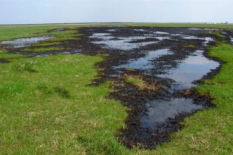 нефть на участке