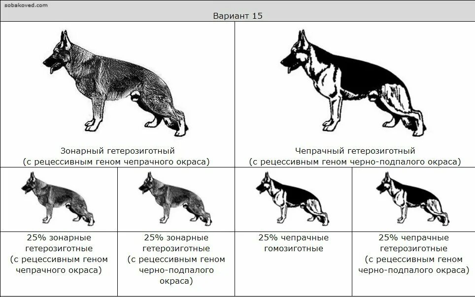 ВЕО чепрачного окраса. Доминантно черный окрас немецкой овчарки. Немецкая овчарка чепрачного окраса. Немецкая овчарка чепрачный окрас сука. Как отличить немецкую