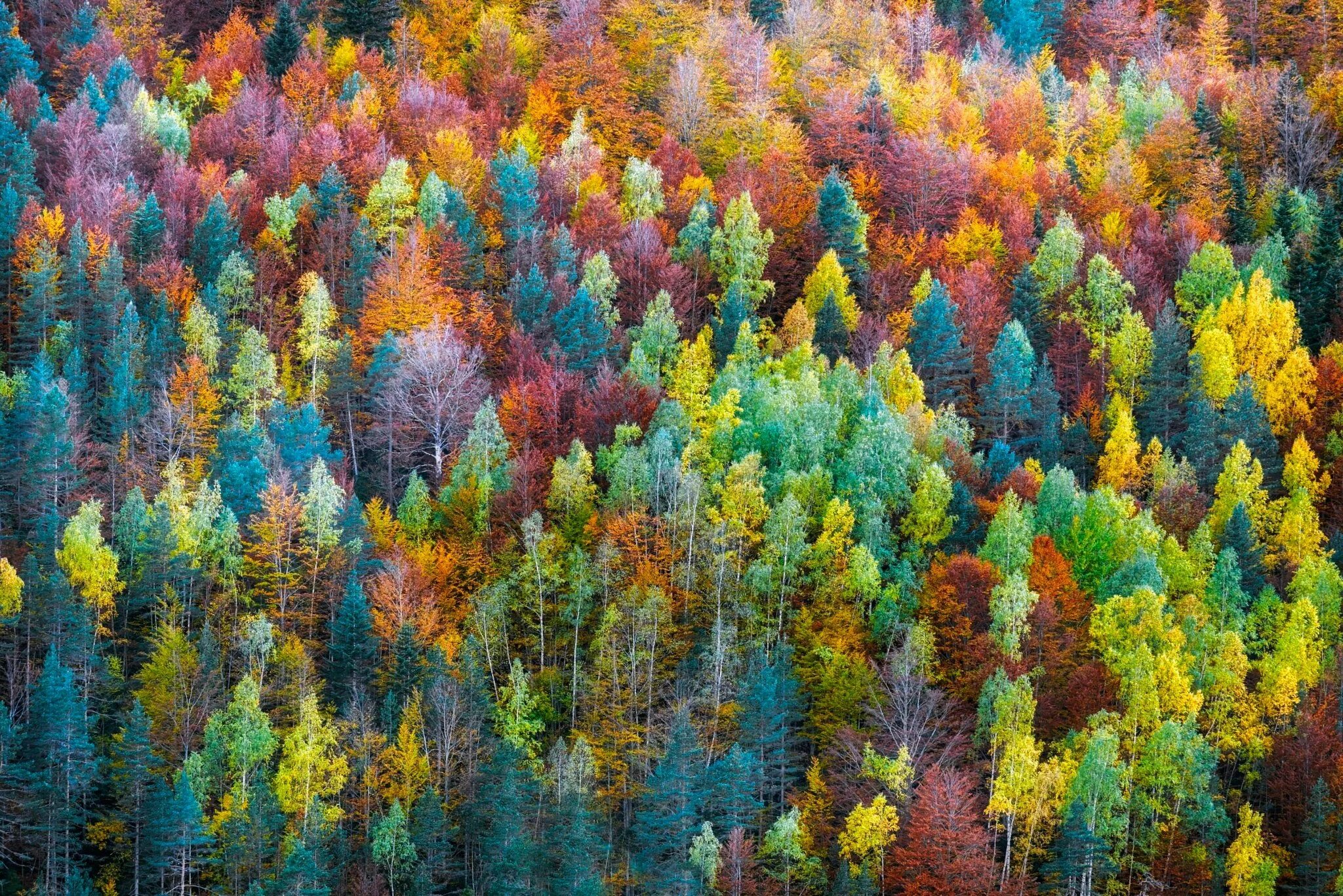 Краски осени. Разноцветное дерево. Осенние краски природы. Пестрый осенний лес.