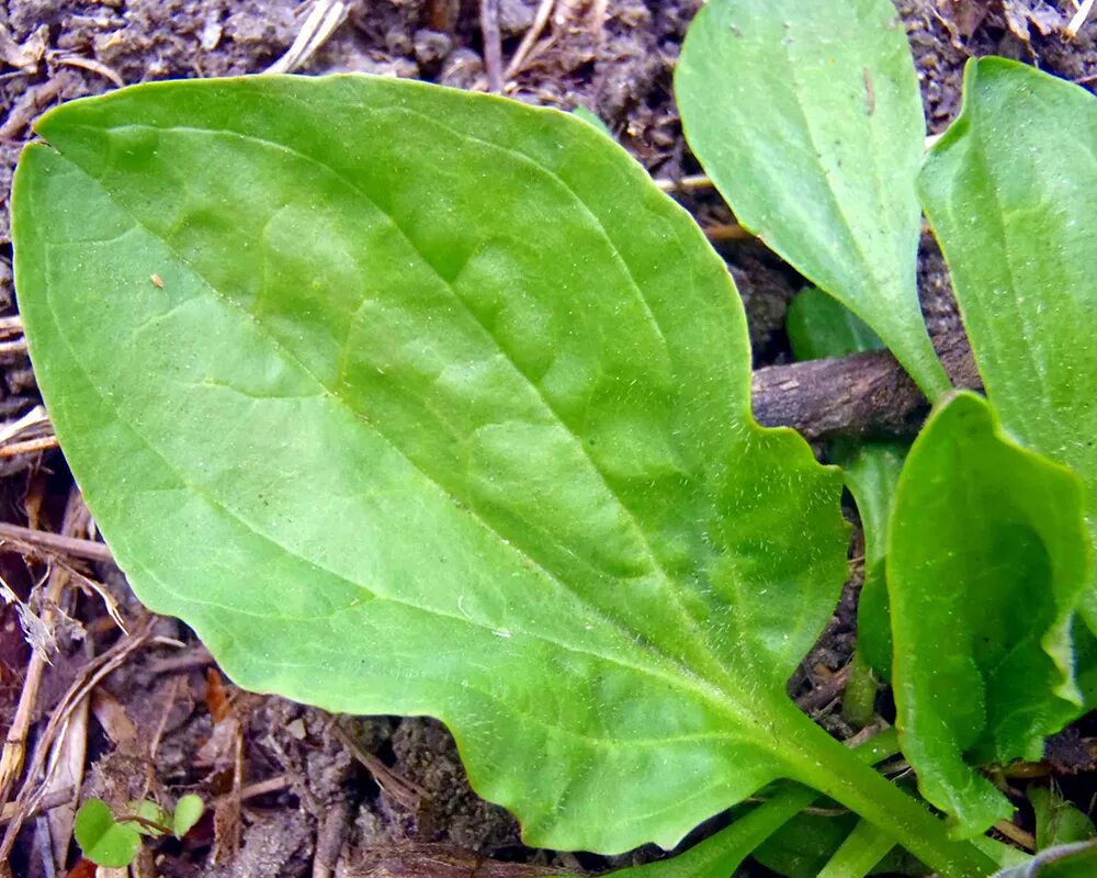 Подорожник его лечебные. Подорожник вариегатный. Подорожниковые (Plantaginaceae). Подорожник большой. Подорожник лист.