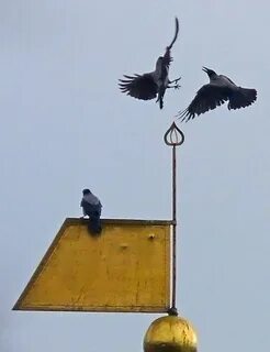 Звук пугать ворон