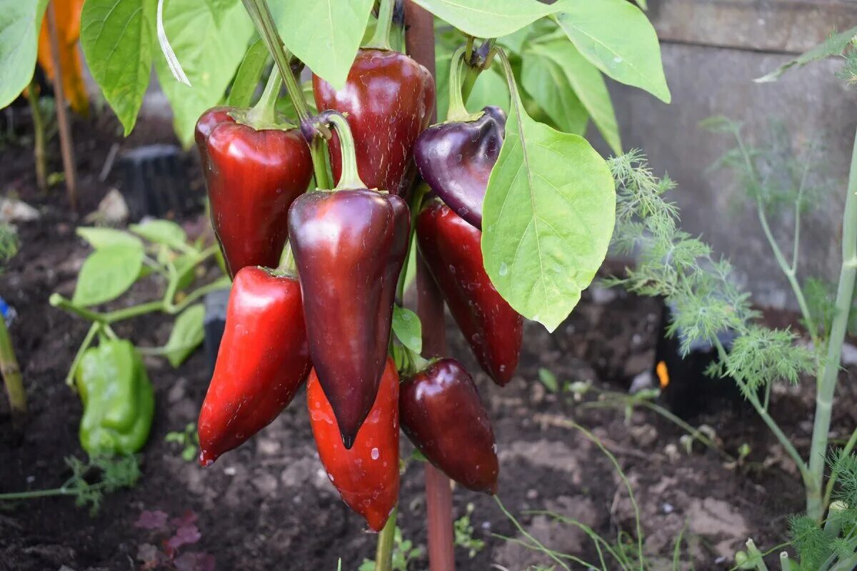 Перец мачо. Сорт перца мачо. Перец сладкий мачо биотехника. Перец икс. Перец острый мачо.