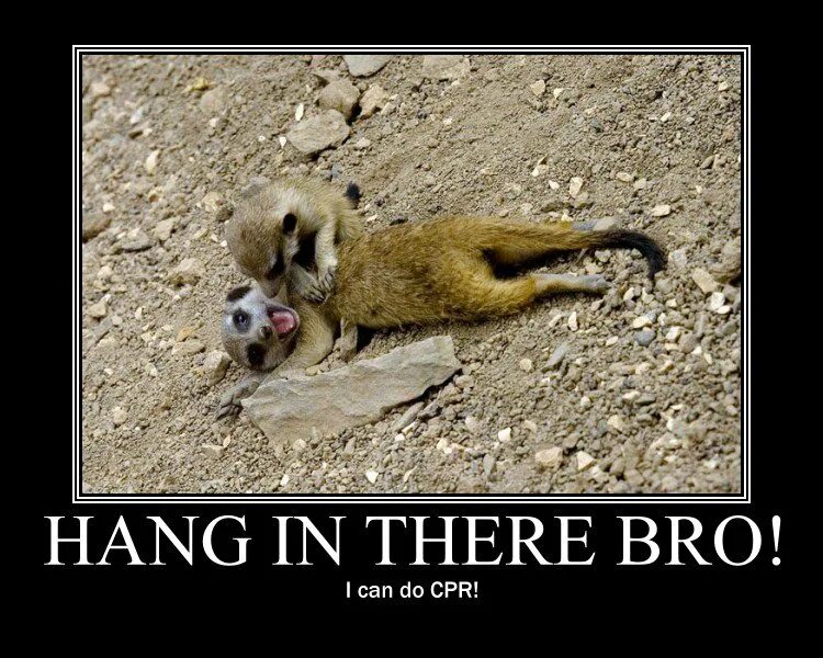 Stays there it can be. Hang in there. hang in there baby. hang in there cat. hang on мем.