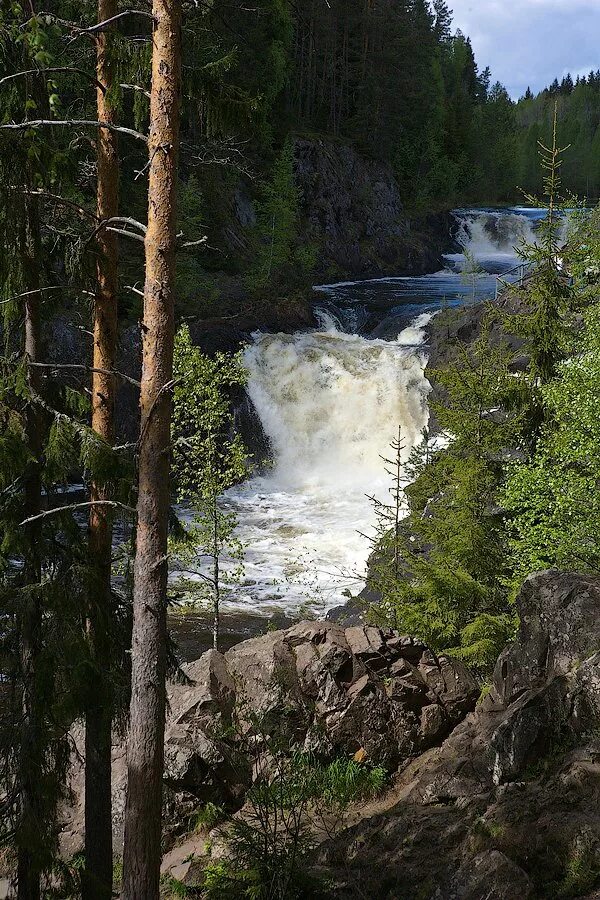заповедник и водопад кивач. заповедники карелии самых популярных. заповедники карелии самых популярных. заповедник кивач в карелии. природный заповедник кивач карелия.