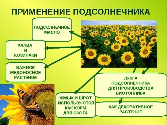 Подсолнух в научном стиле