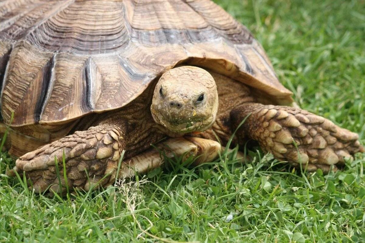 Пресмыкающиеся черепахи. Черепаха Тартаруга. Geochelone sulcata. Скрытошейные черепахи.