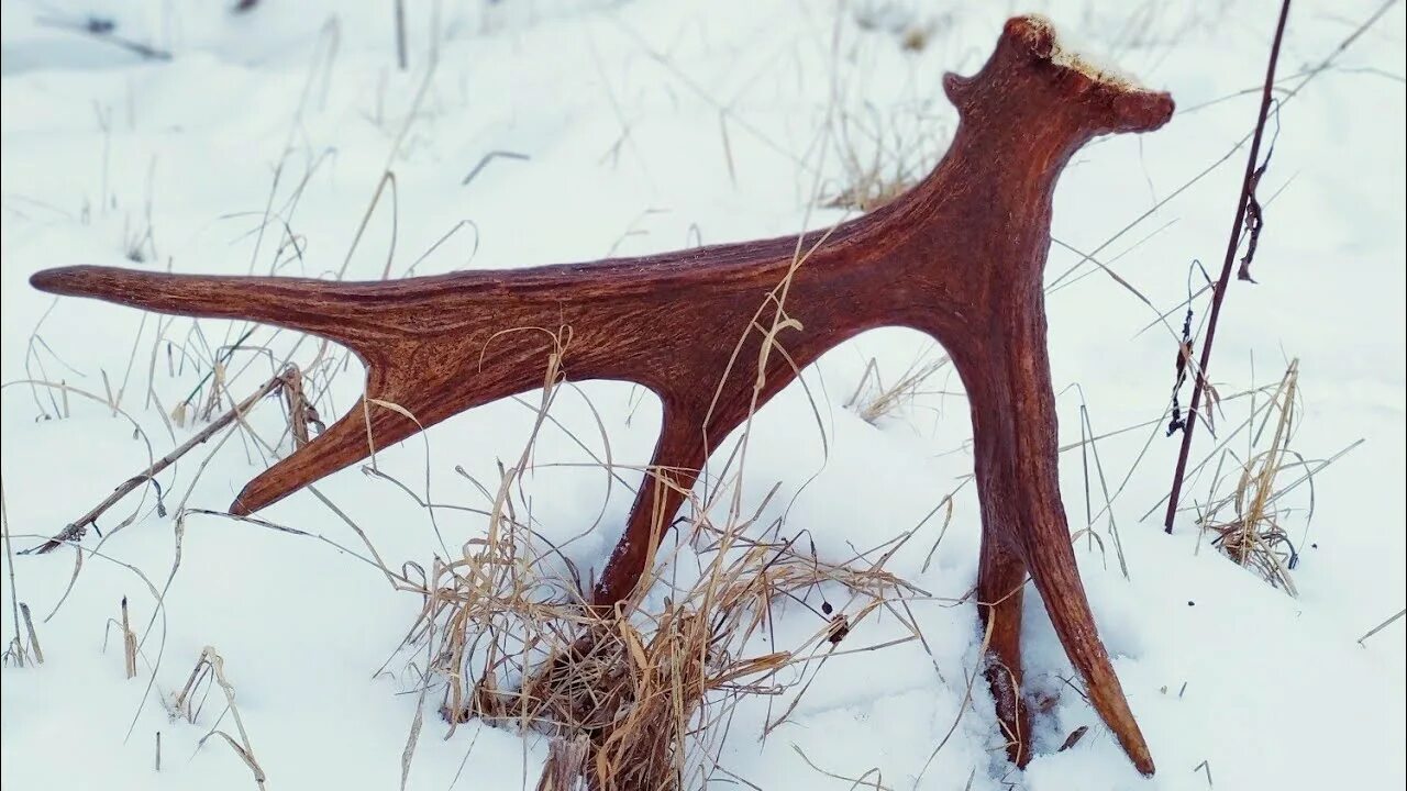 Лось сбрасывает рога. Рога лося.