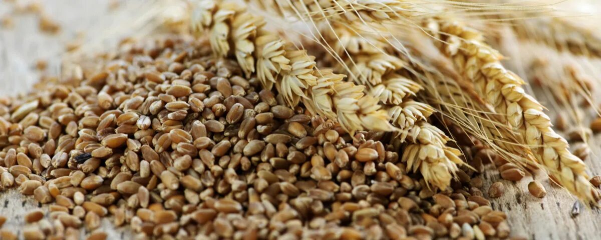 Качество и безопасность зерна. Пшеница для сумаляка. Турция зерно. Griu. Фото зерна 5 штук.