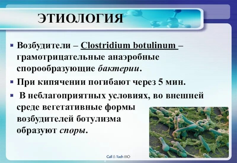 У бактерий при неблагоприятных условиях жизни. Спорообразующие бактерии. При неблагоприятных условиях бактерии образуют споры. Спорообразующие микроорганизмы. Спорообразующие анаэробы.