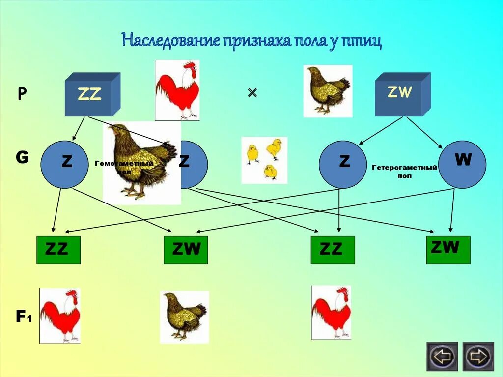 Наследование признака пола у птиц. Генетические задачи. Генетика пола птиц. Наследование пола у животных.