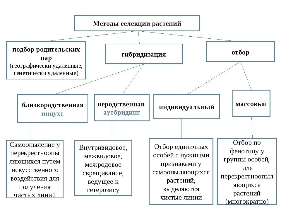 Схема методов селекции растений. Составьте схему методы селекции растений. Метод селекции растений. Схема метода селекции животных. Описание методов селекции растений