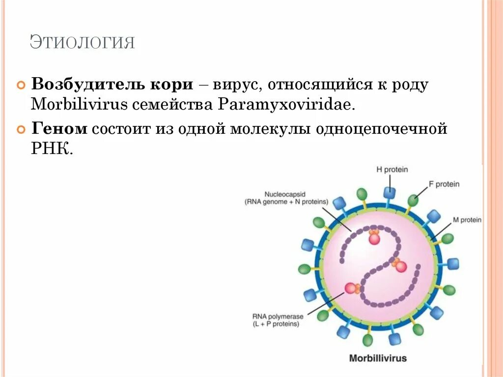 Корь характеристика возбудителя. Корь структура вируса. Вирус кори строение. Вирус кори характеристика микробиология. Вирус кори сколько