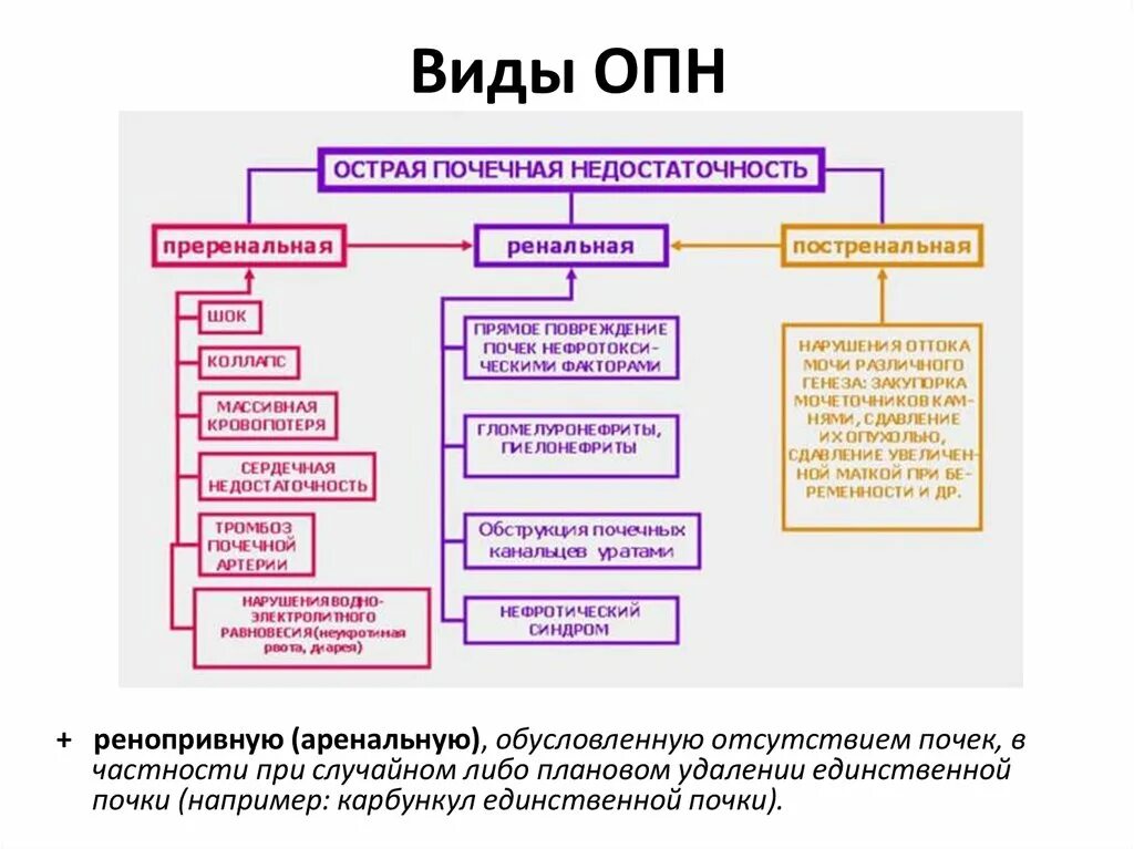 Формы хпн. Формы хпн. Формы хпн. Патогенез уремии. Острая почечная недостаточность ренальная форма.