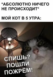Всем спать смешные картинки