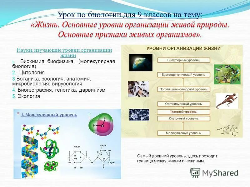Нуклеиновые кислоты белки уровень организации. Молекулярный уровень организации живого вариант 2. Молекулярный уровень организации живого вариант 2. Тест по теме молекулярный уровень. Молекулярный уровень организации живого вариант 2.