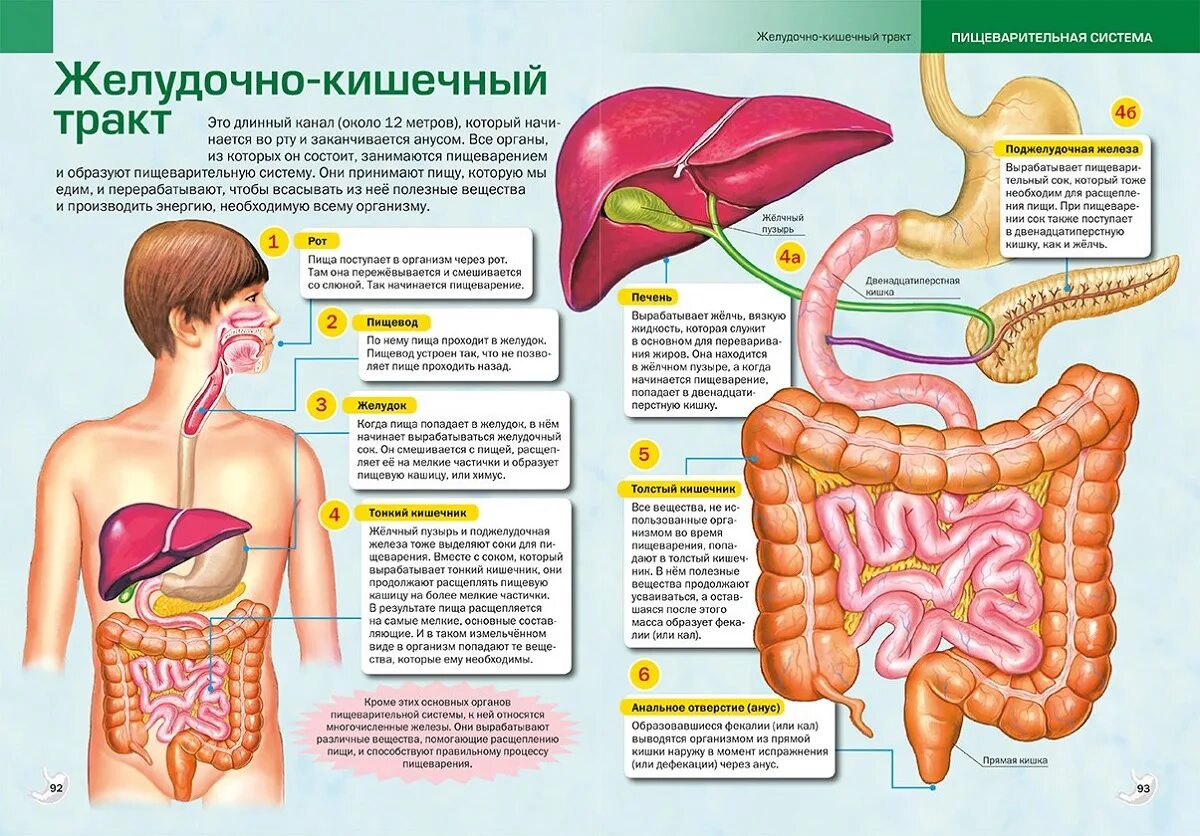 В какую систему органов входит желудок. Строение желудочно-кишечный тракт человека анатомия. Схема желудочно-кишечного тракта. Пищеварительная система кишечник анатомия. Строение желудочно-кишечного тракта человека схема.