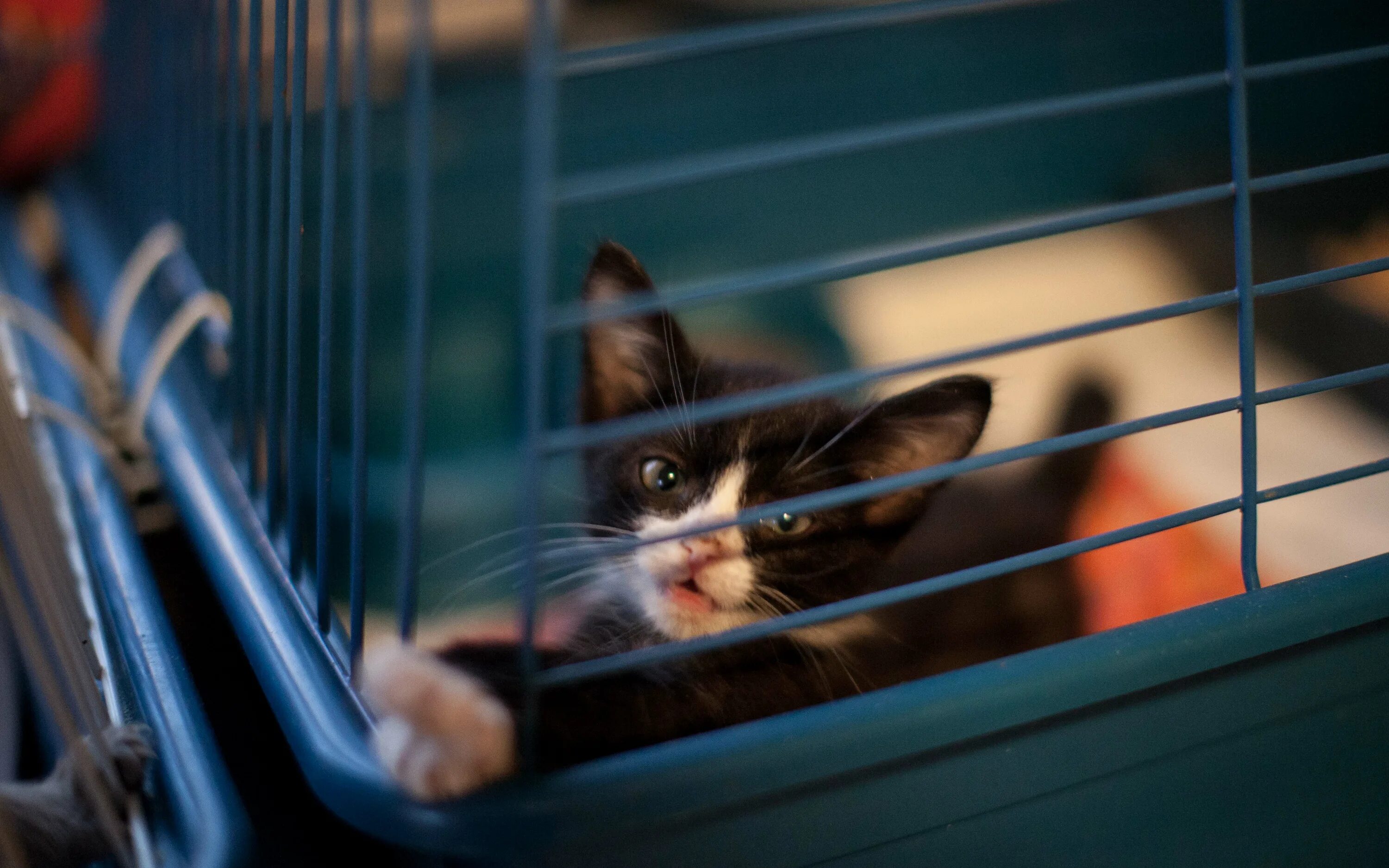 Кошачий приют в химках. Приют для котов. Приют для котов. Приют котик химки. Кошачий приют в москве.