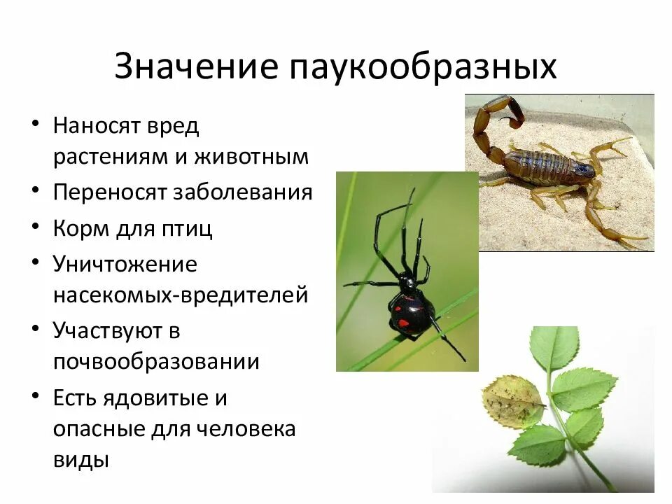 Сообщение роль паукообразных в природе