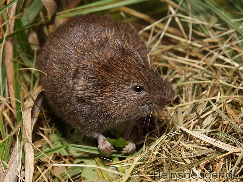 Полевка саламандра 2 новые. Ольхонская полевка. темная полёвка – microtus agrestis. полёвка-экономка microtus oeconomus. полевка миддендорфа.