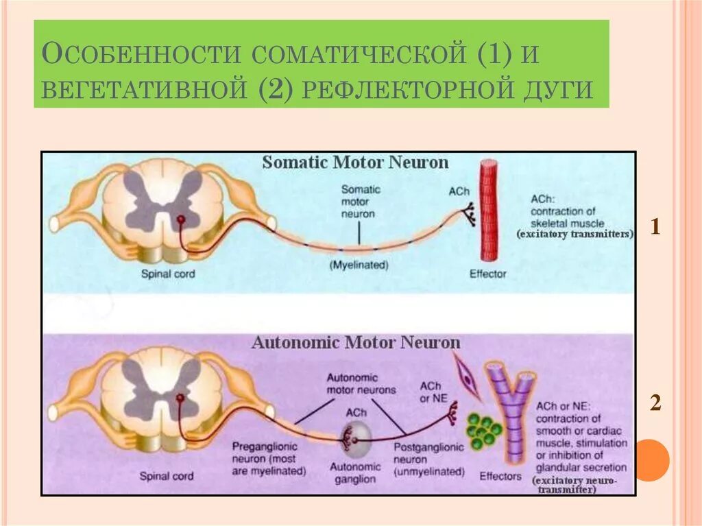 Соматический и вегетативный различия. Соматическая и вегетативная рефлекторная дуга. Отличие рефлекторной дуги вегетативного и соматического рефлексов. Строение дуги вегетативного рефлекса. Особенности рефлекторной дуги соматического рефлекса.