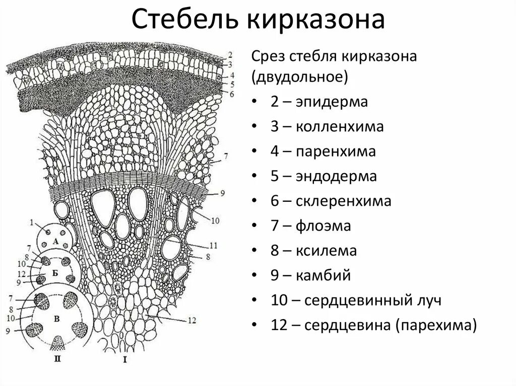 Поперечного среза стебля растения. Поперечный срез стебля кирказона. Анатомическое строение стебля кирказона. Первичное строение стебля кирказона. Пучковое строение стебля кирказона.