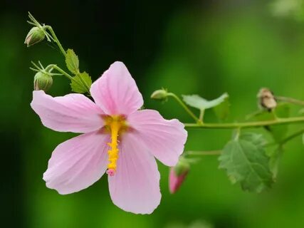 Flowers видео