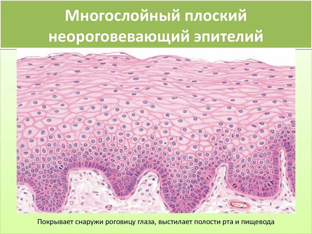 Многослойный неороговевающий эпителий. Многослойный плоский эпителий неороговевающий эпителий. Многослойный плоский неороговевающий эпителий препарат. Многослойный плоский эпителий гистология. Клетки слизистой полости рта