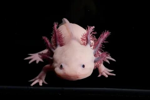 Пизда экстракциясы бар жасырын камера порно