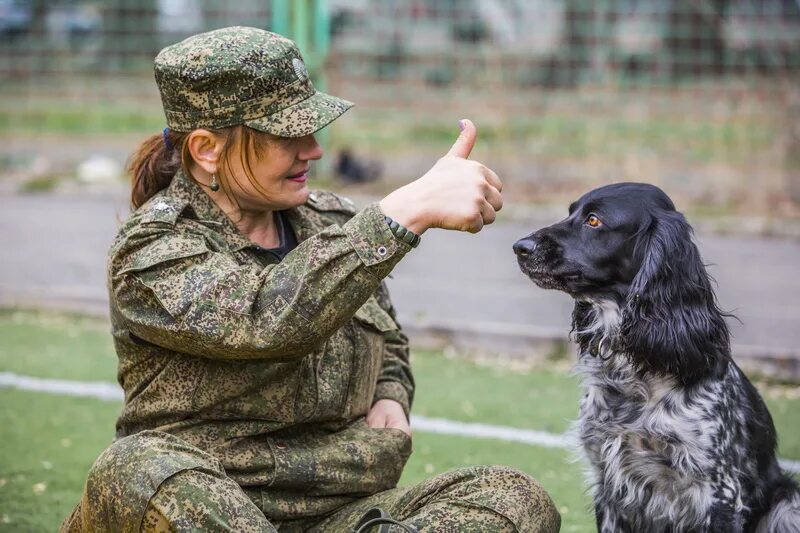 Плюсы кинолога. Кинолог. Профессия кинолог. Спаниель на службе. Спаниель в военной форме.