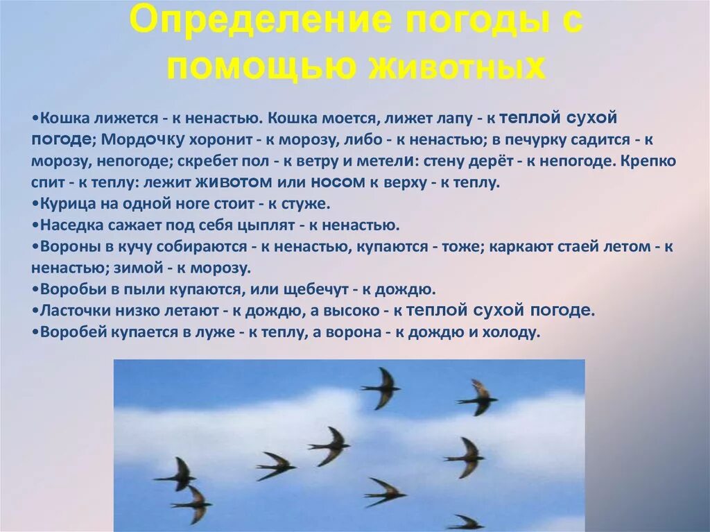 Приметы связанные с ласточками. Определение погоды с помощью животных. Ласточки летают высоко народная примета. Ласточки низко летают к дождю народная примета. Летел высоко составить предложение