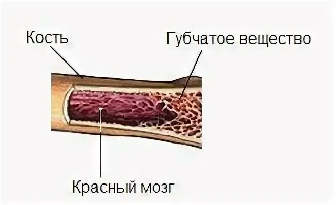 Губчатое вещество и костный мозг. Костный мозг анатомия человека. Красный костный мозг анатомические образования. Желатинозный костный мозг. Что будет если есть костный мозг