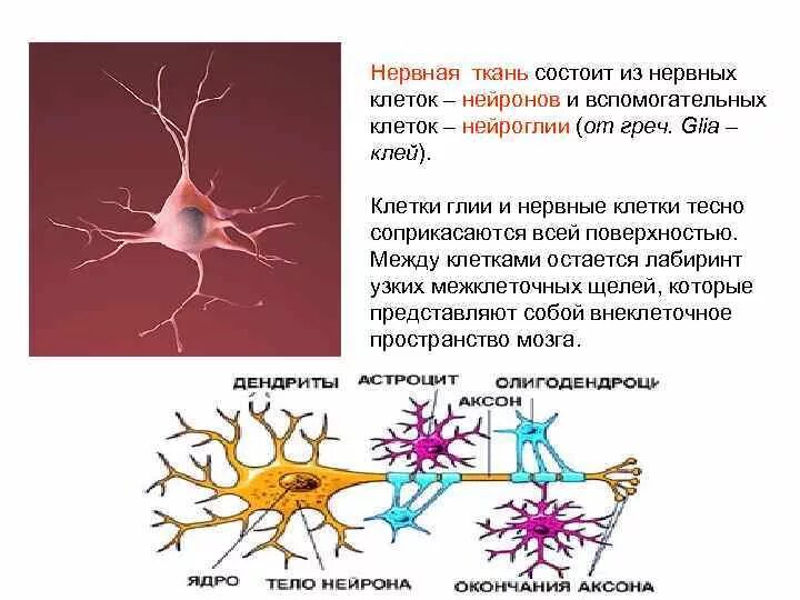 Нервная ткань состоит из ответ. Аксоны и дендриты. Нервная клетка микроструктура. Нитевидные выросты на дендрите. Дендриты опасны.