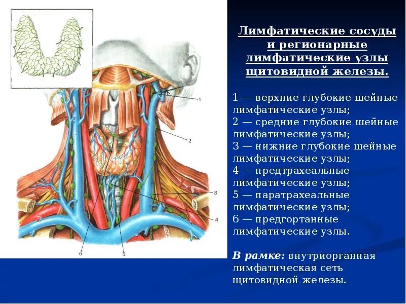 Строение шеи и горла. Регионарные лимфоузлы шеи. регионарные лимфоузлы поднижнечелюстные шейные. лимфатическая система шеи топографическая анатомия. регионарные шейные лимфатические узлы.