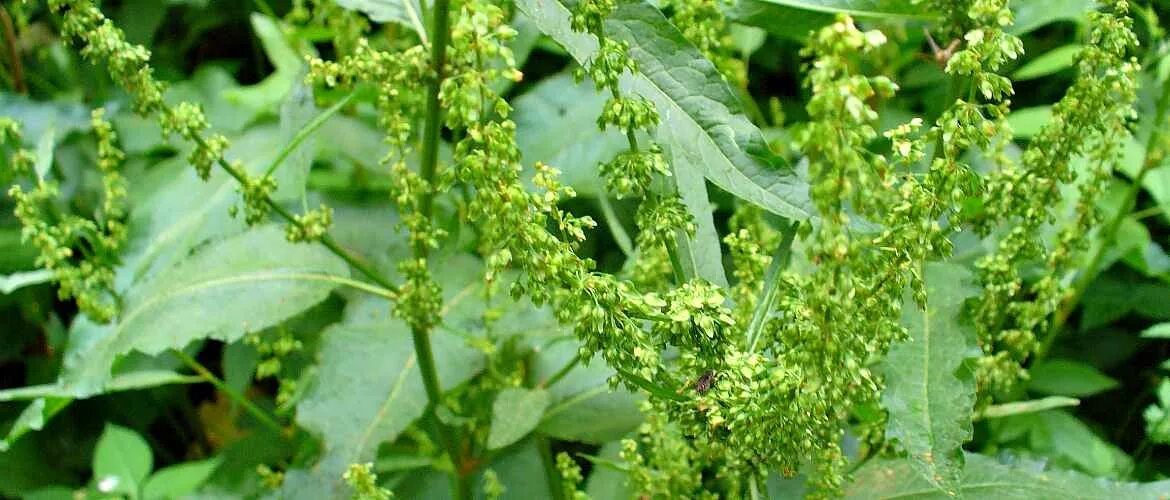 Щавель женский орган. Трава конский щавель. Щавель конский (Rumex confertus Willd.). Ревень конский щавель. Щавель конский латынь.