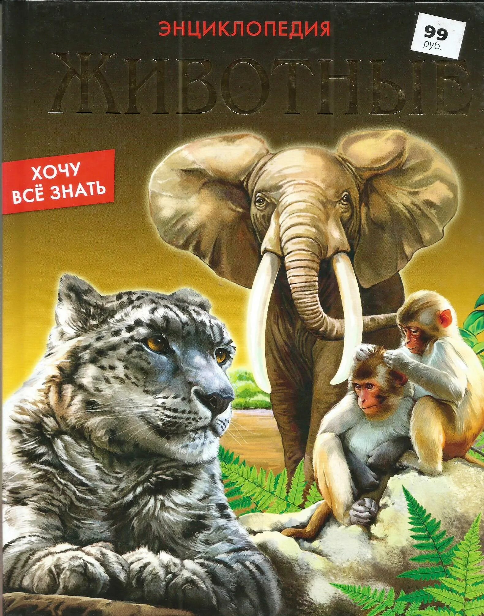 смешные звери. хочу зверей. хочу зверей. енот привет. не обижайте животных.