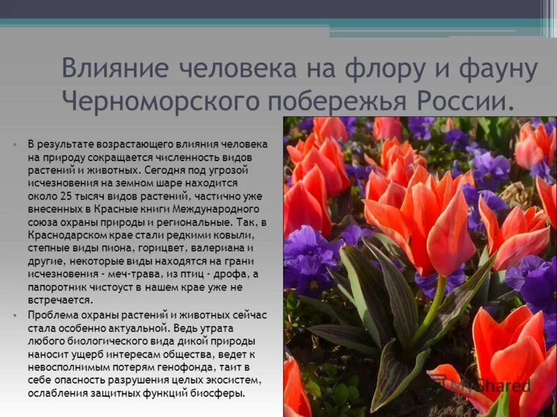 Найди в интернете дополнительную информацию о растениях. С помощью интернета или дополнительной литературы узнайте. Гдз по окружающему миру 4 класс интересные факты. Венерин башмачок ландыш. Венерин башмачок легенда.