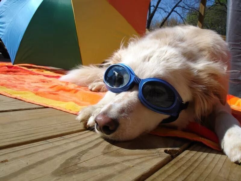 Домашние животные в жару. Собака жарко. Собака в жару. Собака в жару. Лето жара собака.