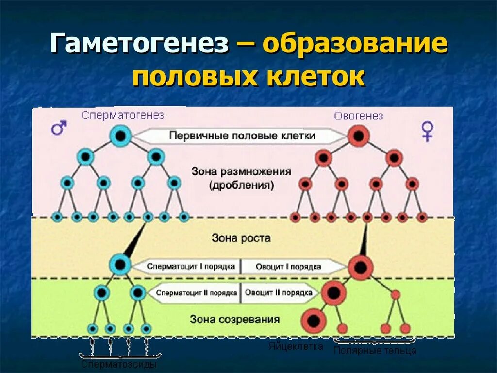 Образование половых клеток гаметогенез схема. Гаметогенез 10 класс. Образование половых клеток сперматогенез. Гаметогенез у животных 10 класс. Основа гаметогенеза