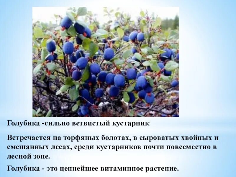 Голубика описание ягоды. Лесная ягода гонобобель. Голубика краткая информация.